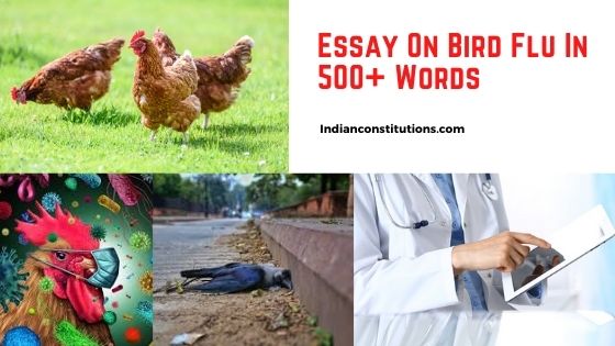 Essay On Bird Flu In English 500 Word