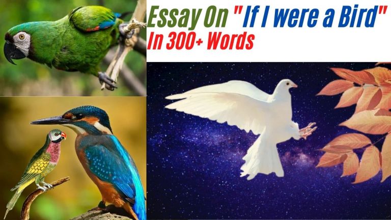 if i was a bird essay