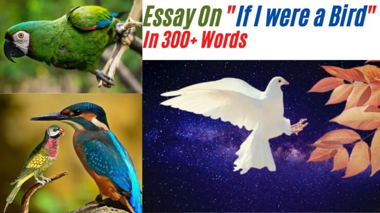Essay On If I were a Bird