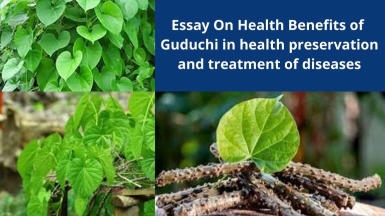 Essay On Health Benefits of Guduchi in health preservation and treatment of diseases