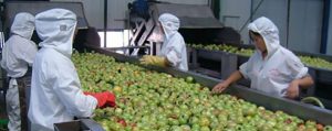 Apple Juice