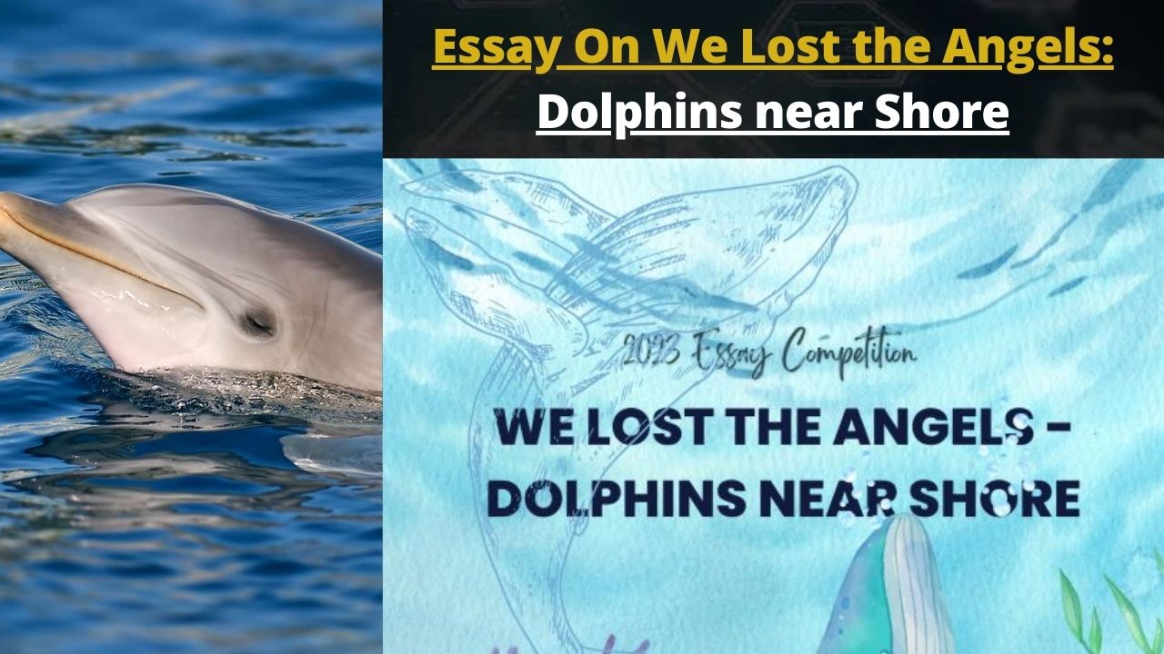 essay introduction about dolphins